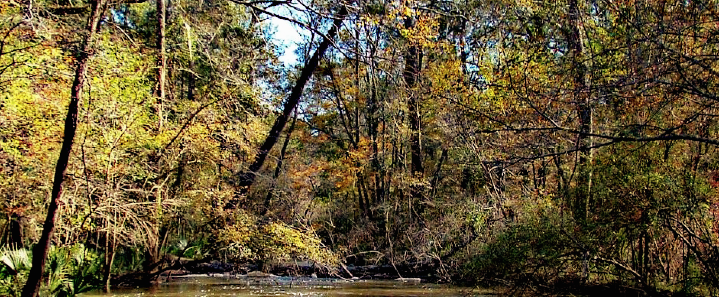 Fall foliage along view of the river. 